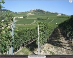 The Vineyards in Summer.jpg